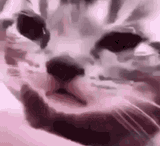 catgif11