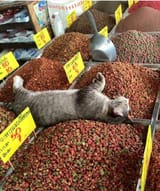kotfood