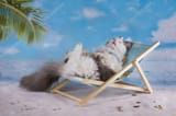 depositphotos_74662915-stock-photo-cat-in-a-swimsuit-sunbathe