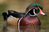 wood duck 9 (1)