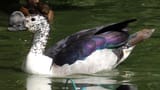neat duck7 (1)