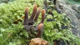 Dead-Mans-Fingers-Fungi[1]