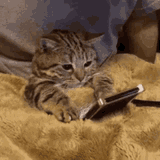 catphone