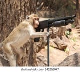 monkey-gun-260nw-142205047