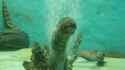 Bubbly_Eel_thumb.jpg