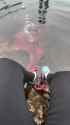 Octopus inspects human feet_thumb.jpg