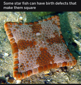 SquareFish