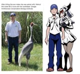 crane wife