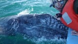 Petdawhale