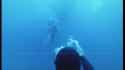sunfish_thumb.jpg