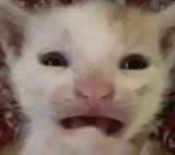 1740301390933