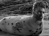 Seal Chad