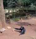 gibbon vs porcupine_thumb.jpg