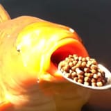 fishpoon