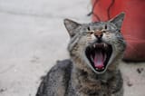 Cat kek