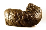 coprolite