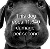 dog