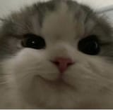 1743161515709987