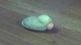 rubber ducky