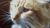 Cat disdain