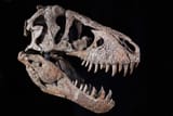 09TREX-AUCTION-articleLarge