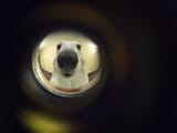 dog stare