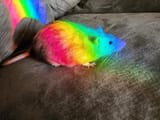 rainbow rat