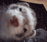 ferret04
