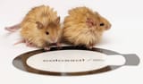 colossal_biosciences_wooly_mouse2