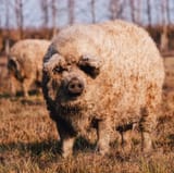 mangalitsa