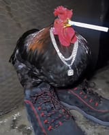 driprooster
