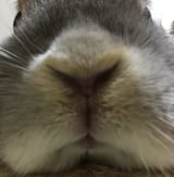 bunny