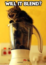 Willitblend_cat