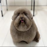 does-anyone-know-the-breed-of-this-guy-v0-irdbtjx0tghb1