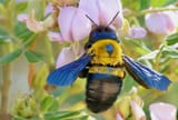 1024px-watmoughs_carpenter_xylocopa_watmoughi_on_cape_virgilia_virgilia_oroboides_flower_-_52681488347