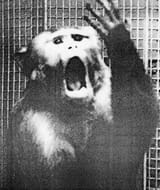 monkey