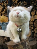 neko