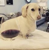 dog wine