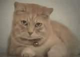 cat-tear