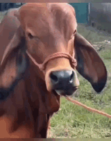 mfw