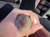 goofyrat