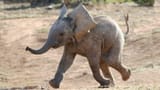 baby elephant running