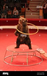 ring bear in the ring
