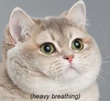 Heavy-Breathing-Cat[1]
