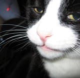 cat032