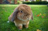 Holland-Lop-1-3862322479
