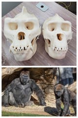 female skull right