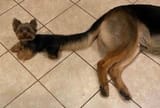 dogs
