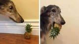 pineapple