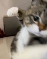 84173839327148
